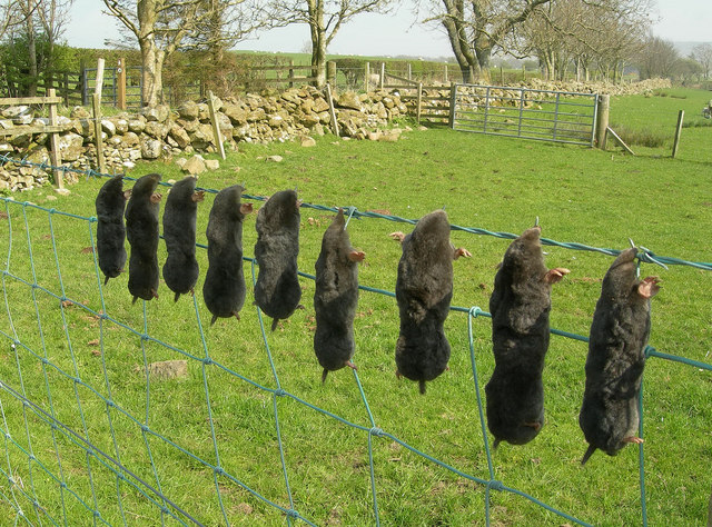 mole gibbet geograph.org.uk 405850 mole gibbet geograph.org.uk 405850