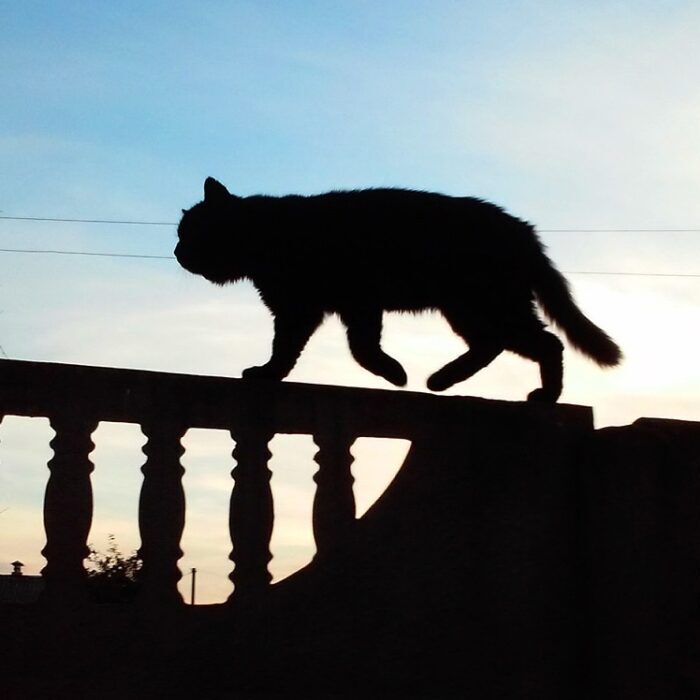 A silhouetted cat walks along a balustrade