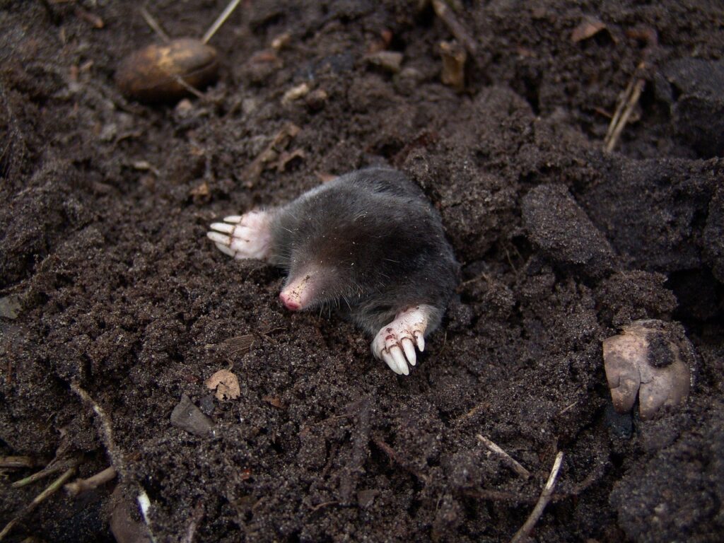 nature, animal, mole, rodent, mammal, wildlife, fauna, mole, mole, mole, mole, mole