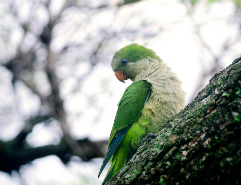 Vibrant Monk Parakeet perched on a tree in Vicente López, capturing nature's beauty.