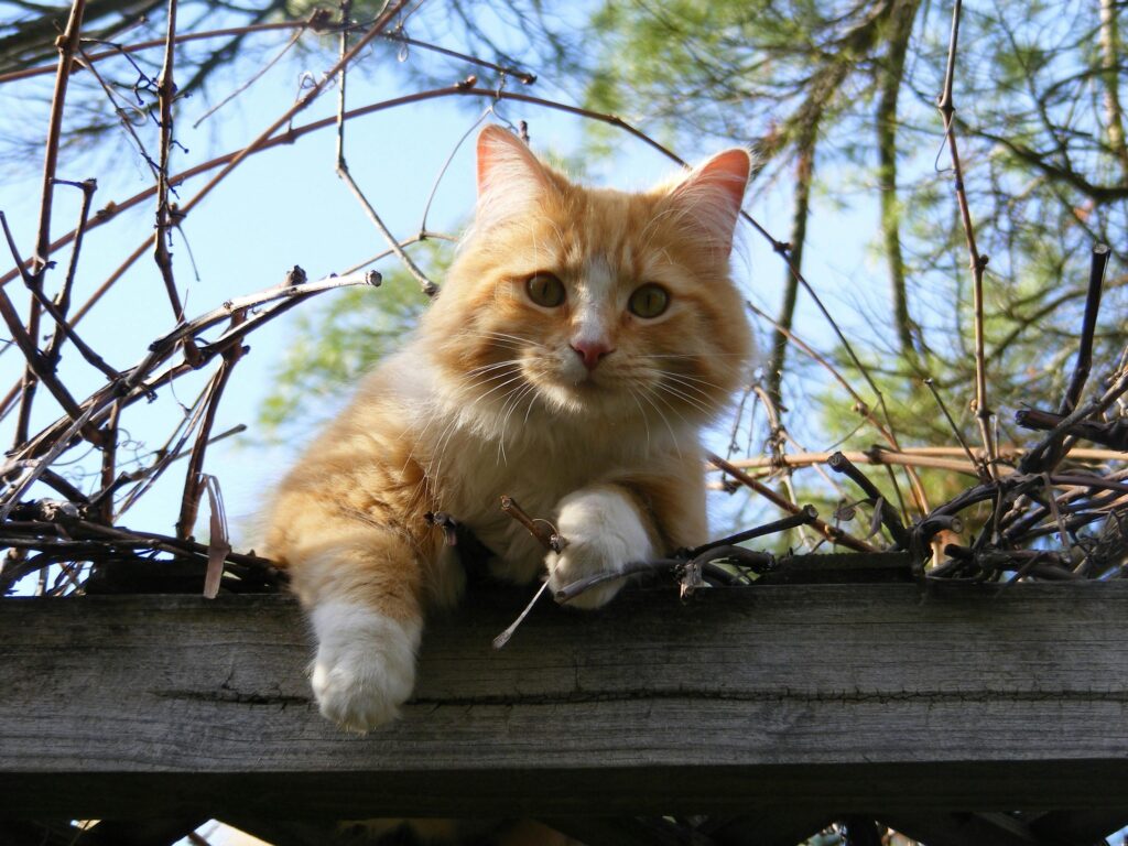 pexels photo 248350 248350 A charming ginger cat exploring a wooden fence on a sunny day.
